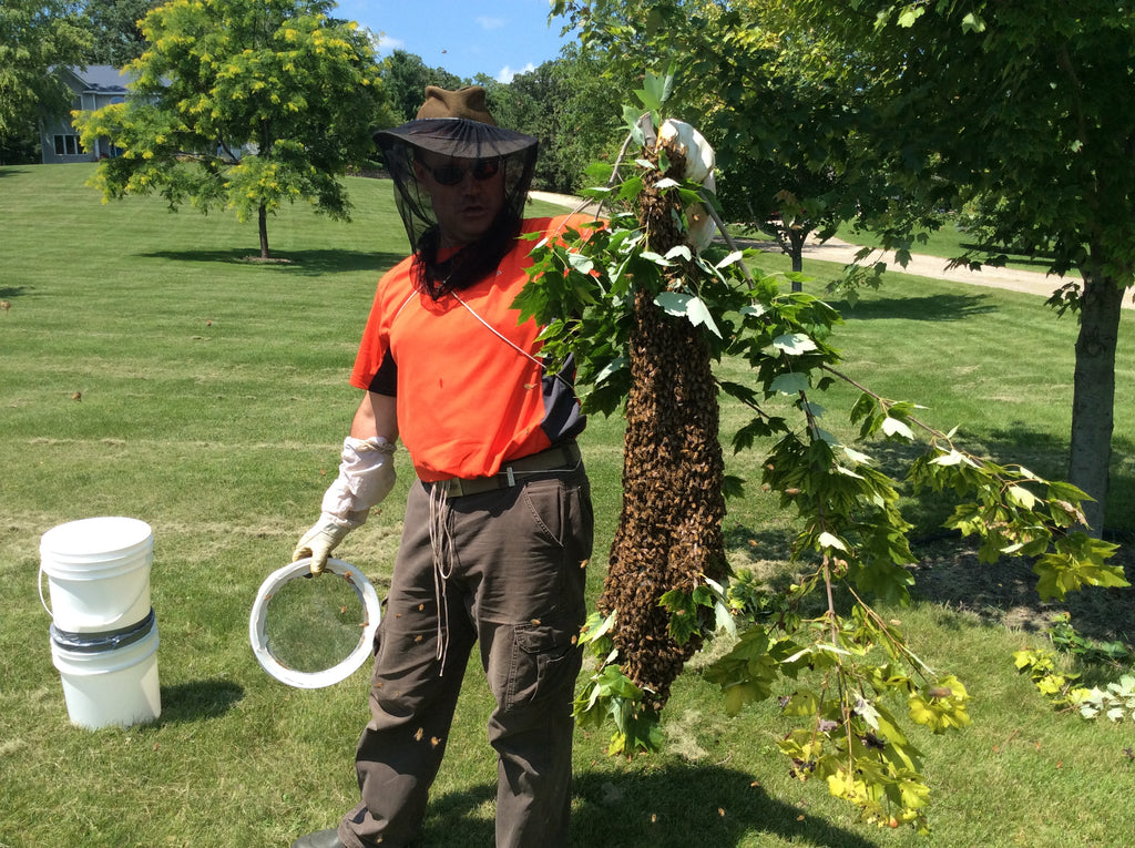 A swarm of bees on a tree branch, captured by a beekeeper for transfer into a new home.